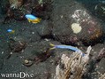 scuba diving photo