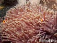 scuba diving photo