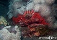 scuba diving photo