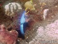 scuba diving photo