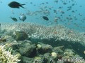 scuba diving photo
