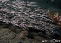scuba diving photo