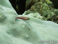 scuba diving photo
