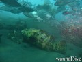 scuba diving photo