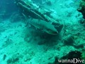 scuba diving photo
