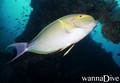 scuba diving photo