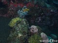 scuba diving photo