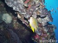 scuba diving photo