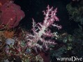 scuba diving photo