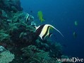 scuba diving photo