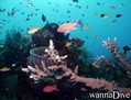 scuba diving photo