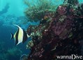 scuba diving photo