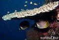 scuba diving photo