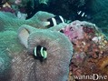 scuba diving photo
