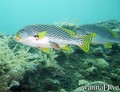 scuba diving photo