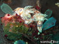 scuba diving photo