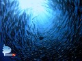 scuba diving photo
