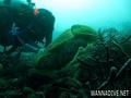 scuba diving photo