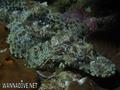 scuba diving photo
