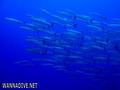 scuba diving photo