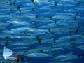 scuba diving photo