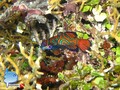 scuba diving photo