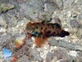 scuba diving photo