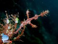 scuba diving photo