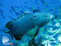 scuba diving photo