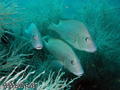 scuba diving photo