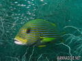 scuba diving photo