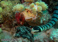 scuba diving photo