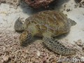 scuba diving photo