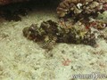 scuba diving photo