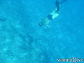 scuba diving photo
