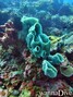 scuba diving photo
