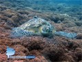 scuba diving photo