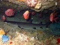 scuba diving photo