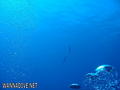 scuba diving photo