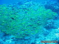 scuba diving photo