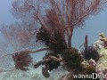 scuba diving photo