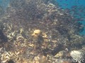 scuba diving photo