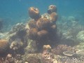 scuba diving photo