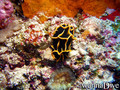 scuba diving photo