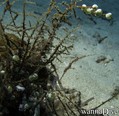 scuba diving photo