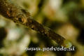 scuba diving photo