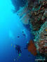 scuba diving photo