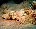 scuba diving photo