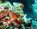 scuba diving photo