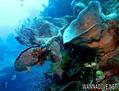 scuba diving photo